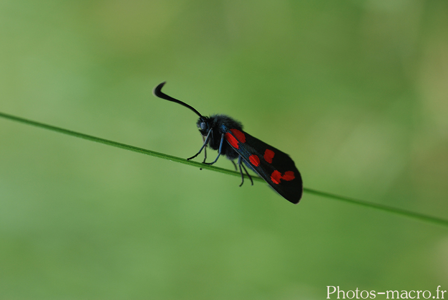 Zygaena transalpina